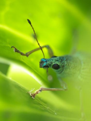 Réf. 275 325 : Polydrusus formosus